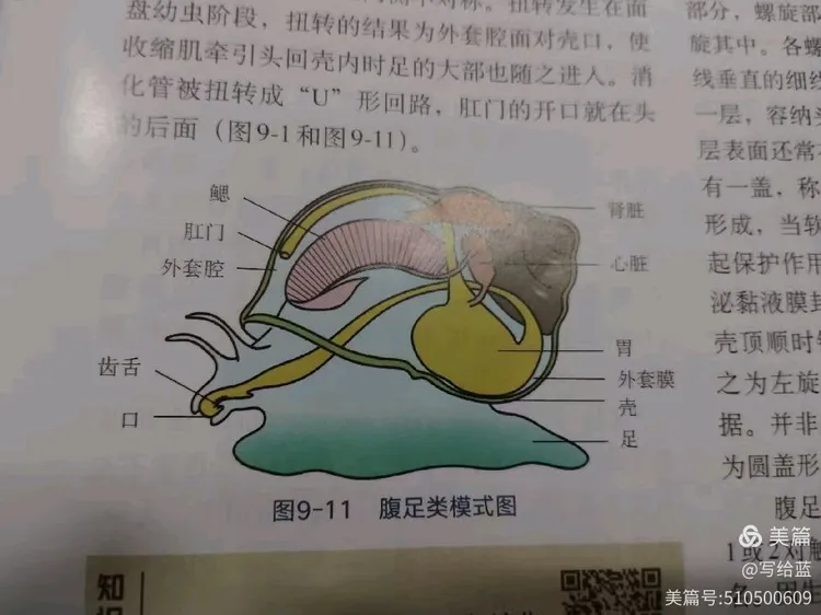 软体动物门的精彩世界